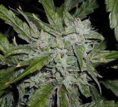 Alaskan Ice > Green House Seed Company | Feminisierte Hanfsamen  |  Sativa